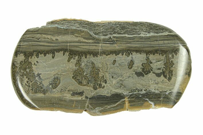 Triassic Aged Stromatolite Fossil - England #285826